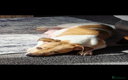 Jack Russell dogs for sale: Female Jack Russell - Image 2