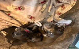 Dachshund dogs for sale: Miniature Dachshund puppies - Image 6