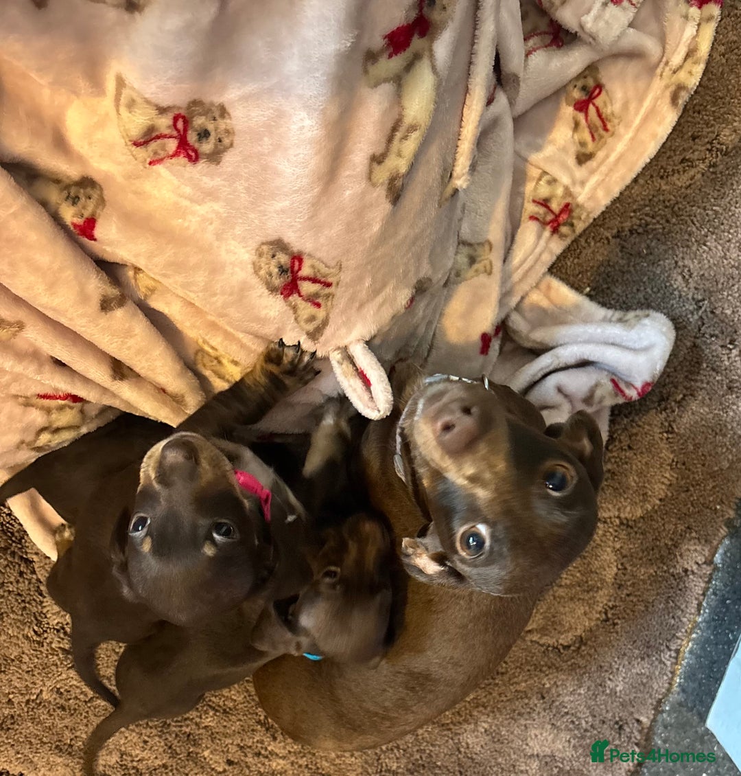 Dachshund dogs for sale: Miniature Dachshund puppies - Image 6