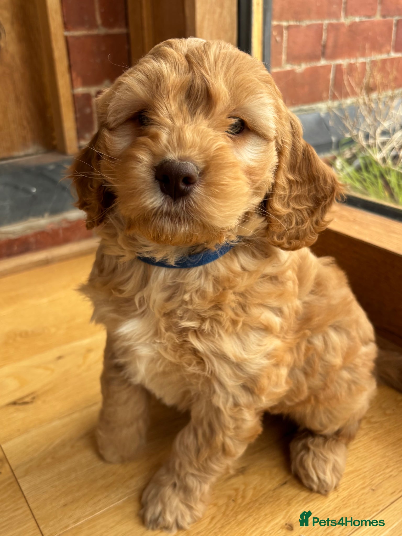 Cocker Spaniel dogs Stunning Cockapoo F1 Puppies KC Parents  - Advert 7