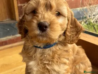 Cocker Spaniel dogs Stunning Cockapoo F1 Puppies KC Parents - Advert 7