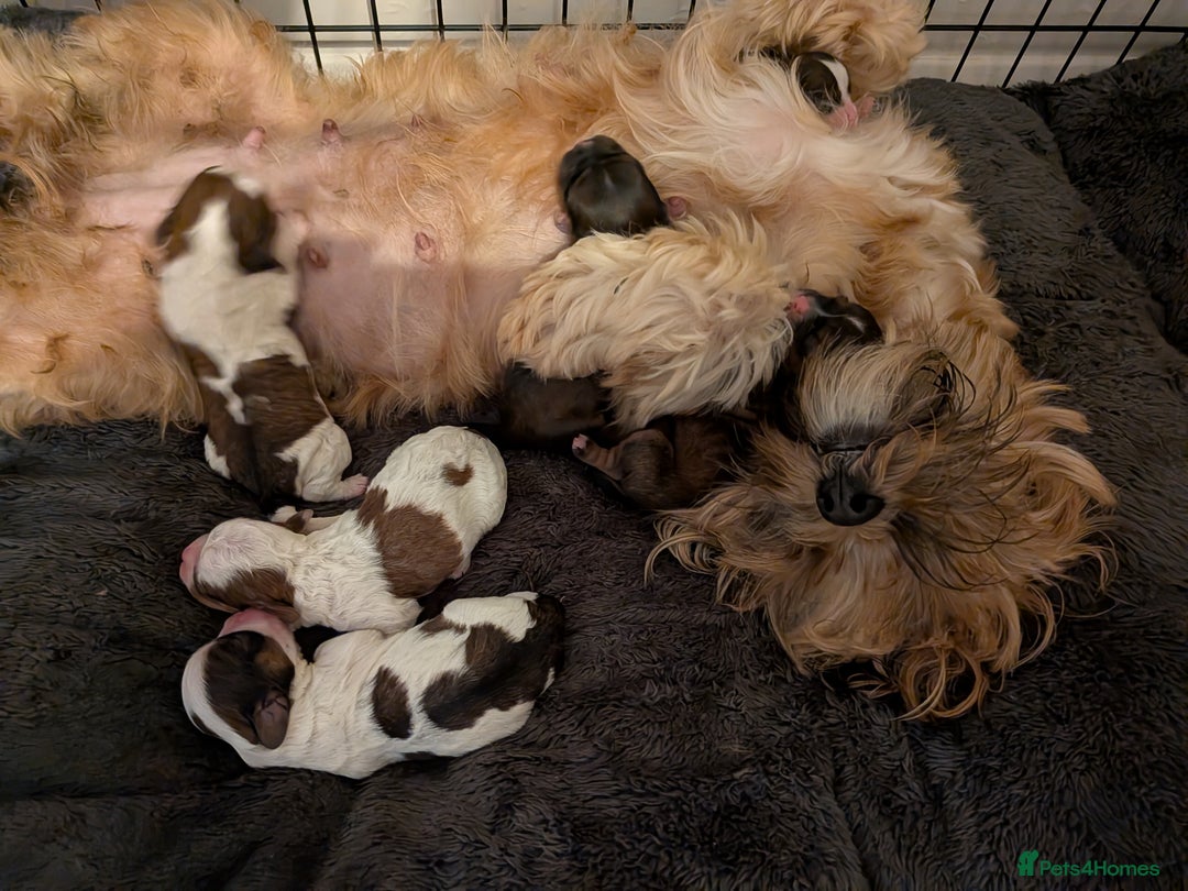 Mixed Breed dogs for sale: Beautiful cross Shih Tzu puppies  - Advert 2