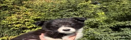 Border Collie dogs for sale: Freyasway Border Collie Puppies - Advert 8