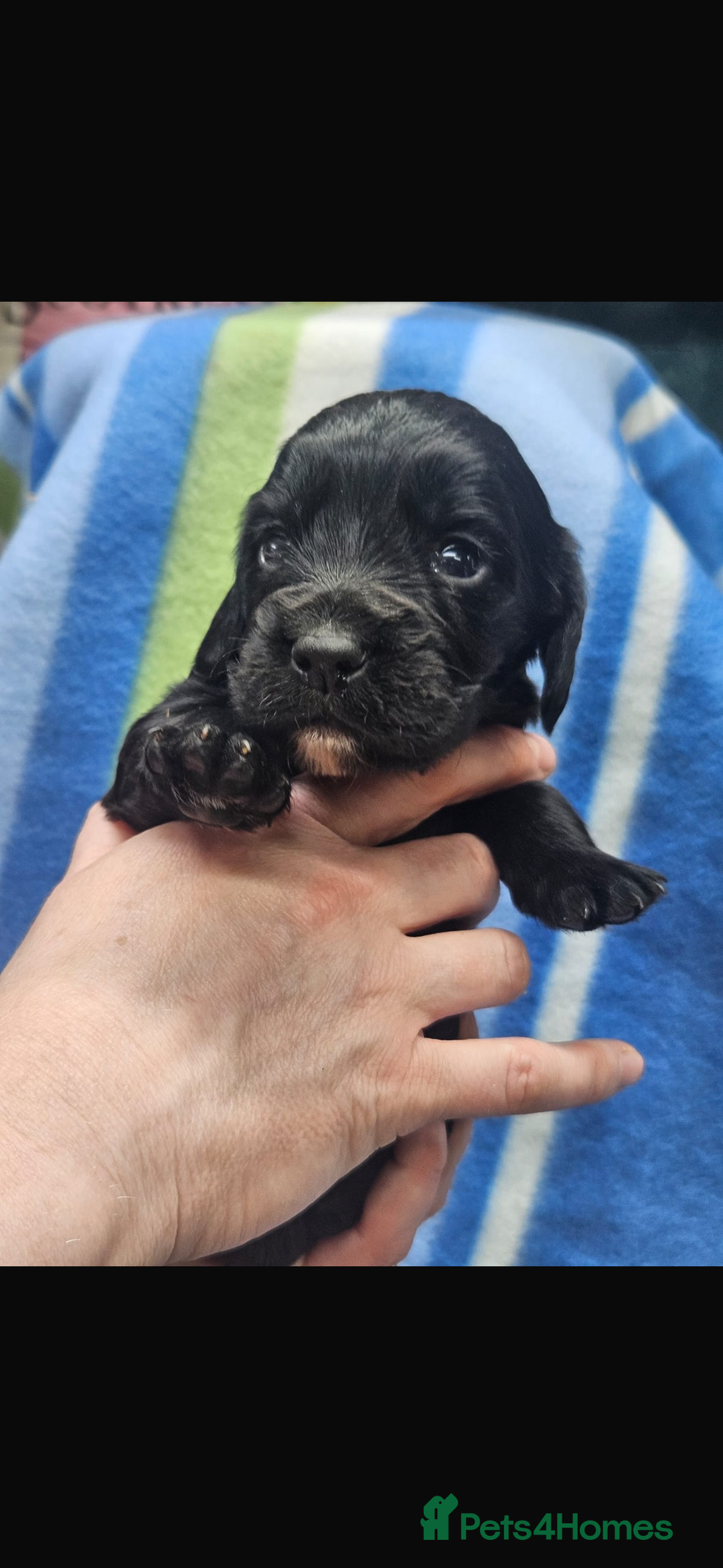 Cocker Spaniel dogs for sale: Cocker spaniels  in Beith - Image 4