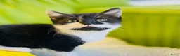 Mixed Breed cats for sale: Kittens for sale ,mixed breed, wonderful behaviour - Advert 11
