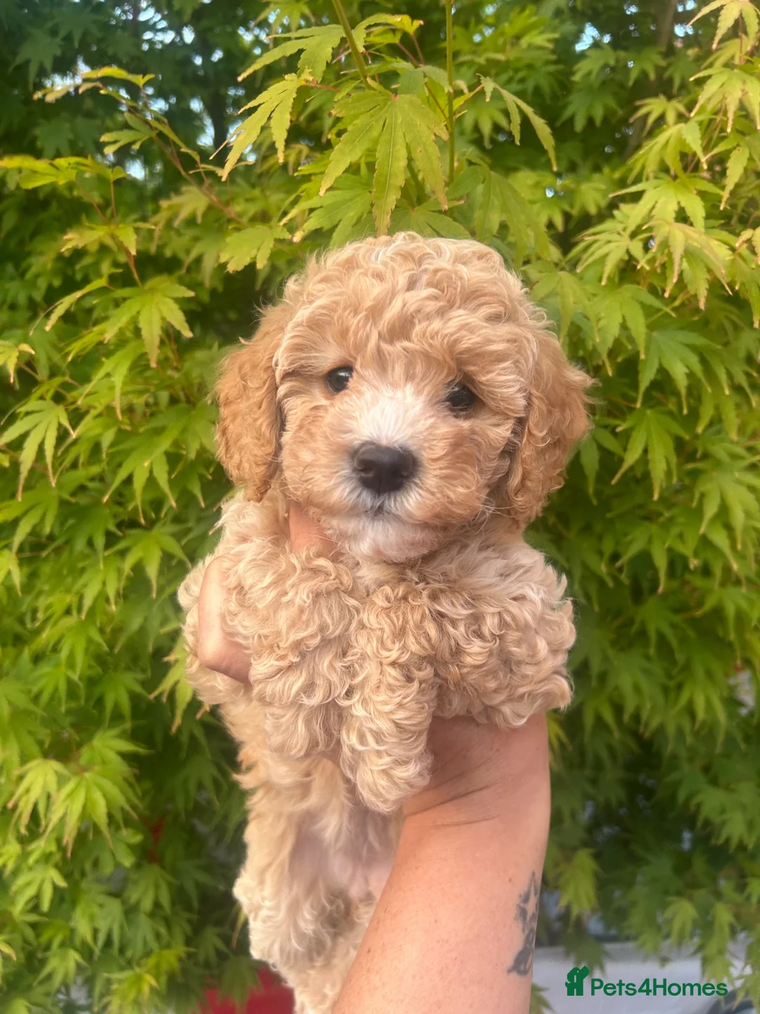 Maltipoo dogs for sale: Stunning litter of F1B Maltipoos !  - Advert 2