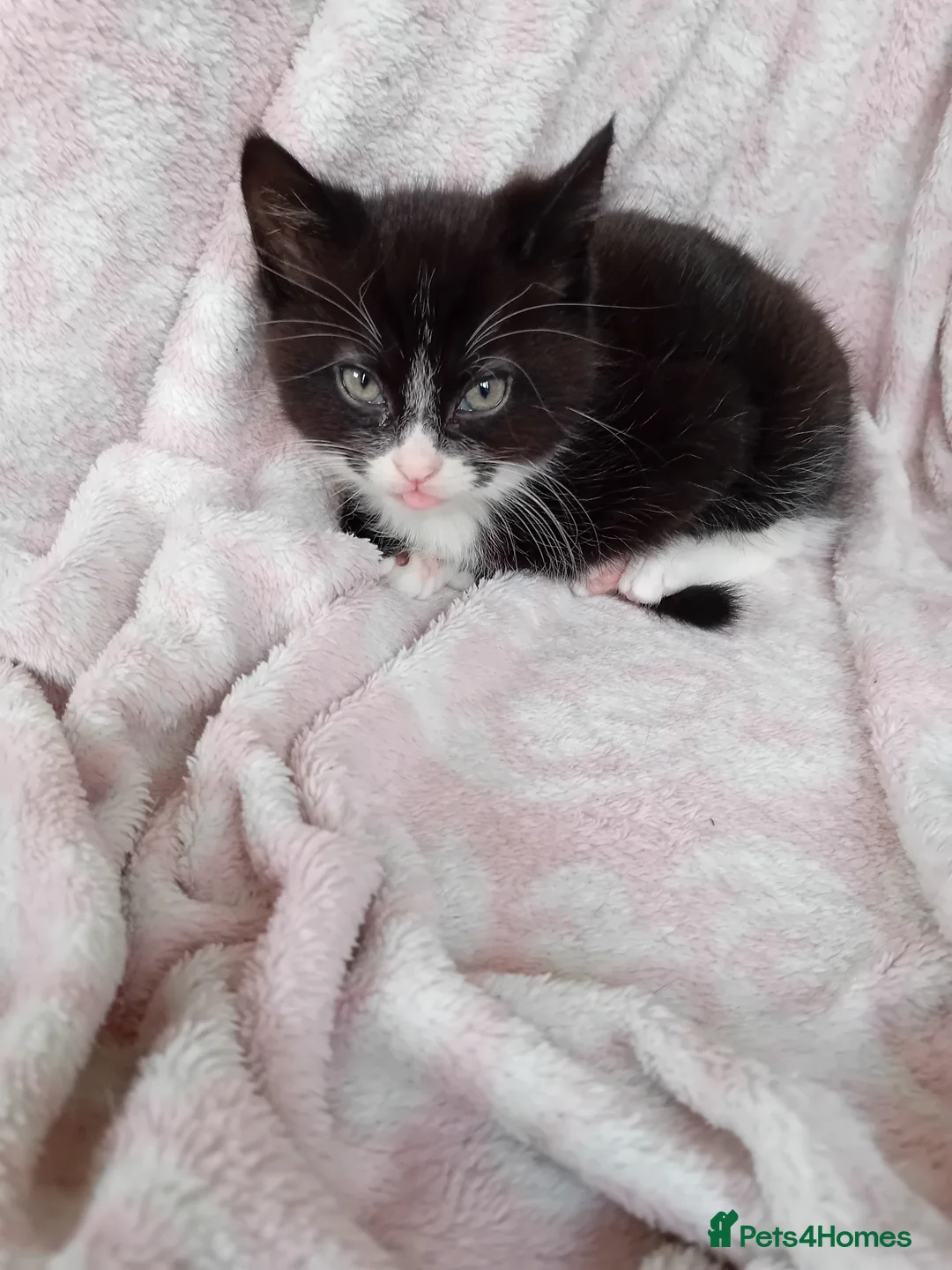 Mixed Breed cats for sale: 2 male tuxedo kittens in Brighton - Advert 4