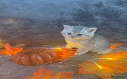 Scottish Fold cats for sale: Adorable Scottish fold silver kittens  - Image 12