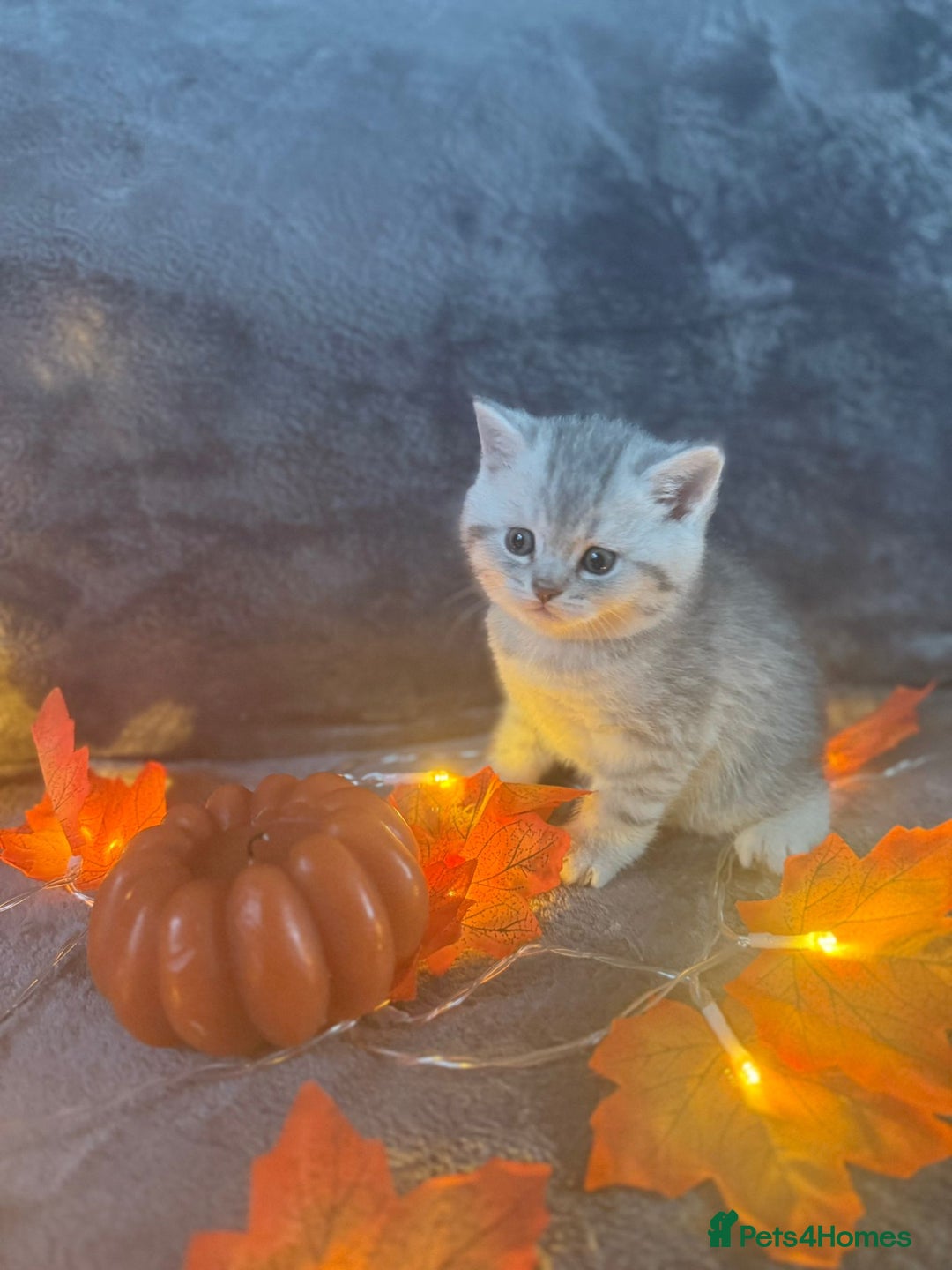 Scottish Fold cats for sale: Adorable Scottish fold silver kittens  - Image 12