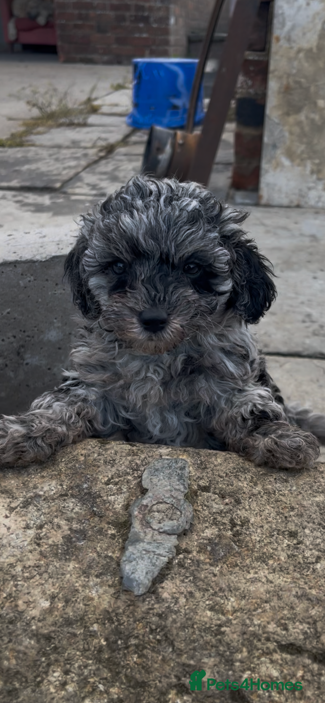 Jackapoo dogs for sale: Jackapoo  - Image 2