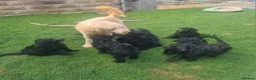 Goldendoodle dogs for sale: F1B Rare black standard Goldendoodle North Wales  - Advert 27