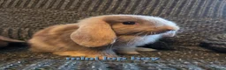 Mini Lop rabbits for sale: 8 week old very tame mini lop boys - Advert 8