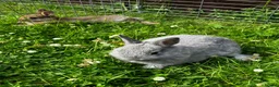 Netherland Dwarf rabbits for sale: FOUR BABY NETHERLAND DWARFS FOR SALE - Advert 3