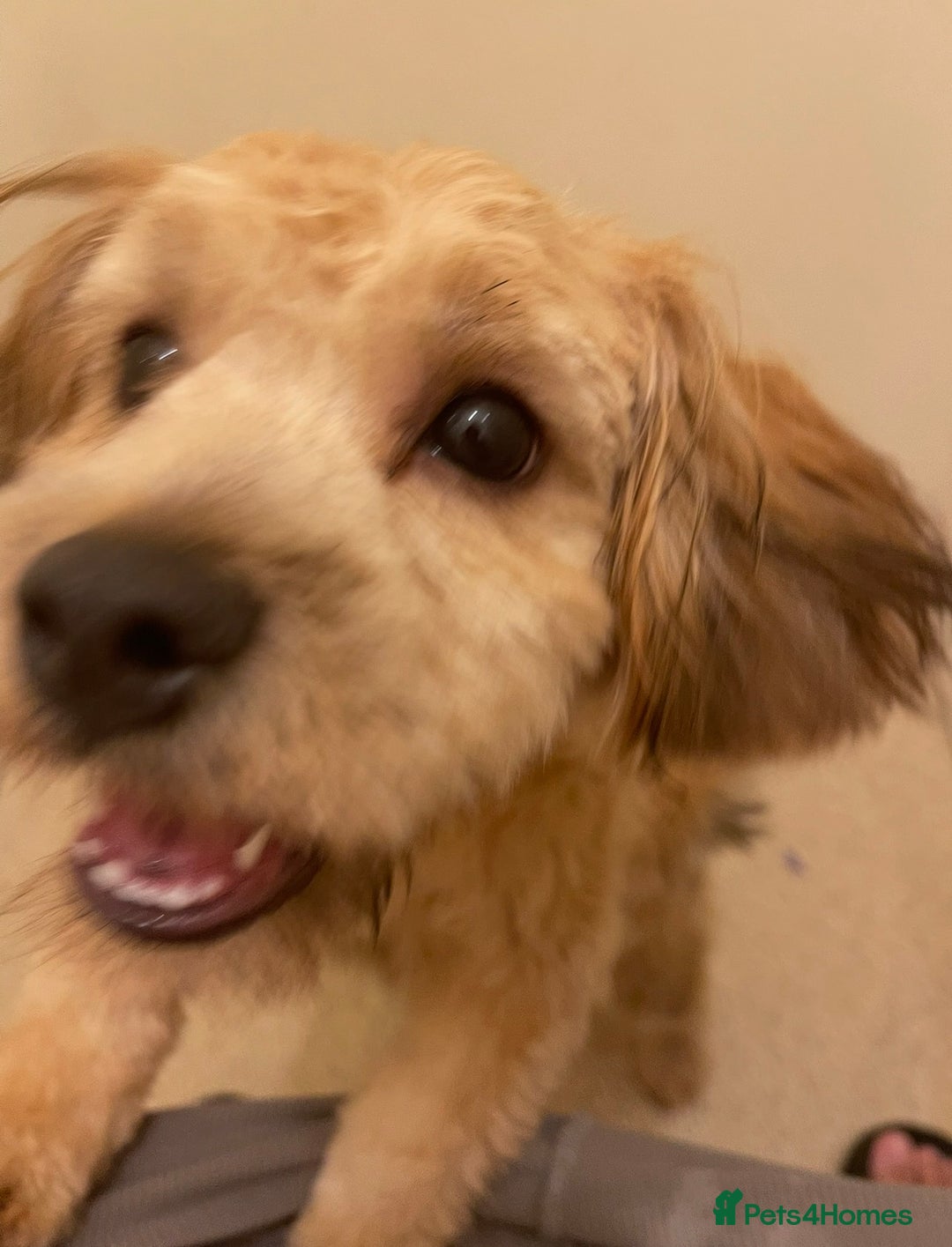 Shihpoo dogs for sale: 1 Gorgeous Shihpoo puppy  - Advert 3