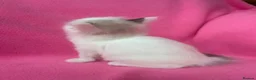 Ragdoll cats for sale: 5 Beautiful Fluffy Ragdoll Kittens  - Advert 6