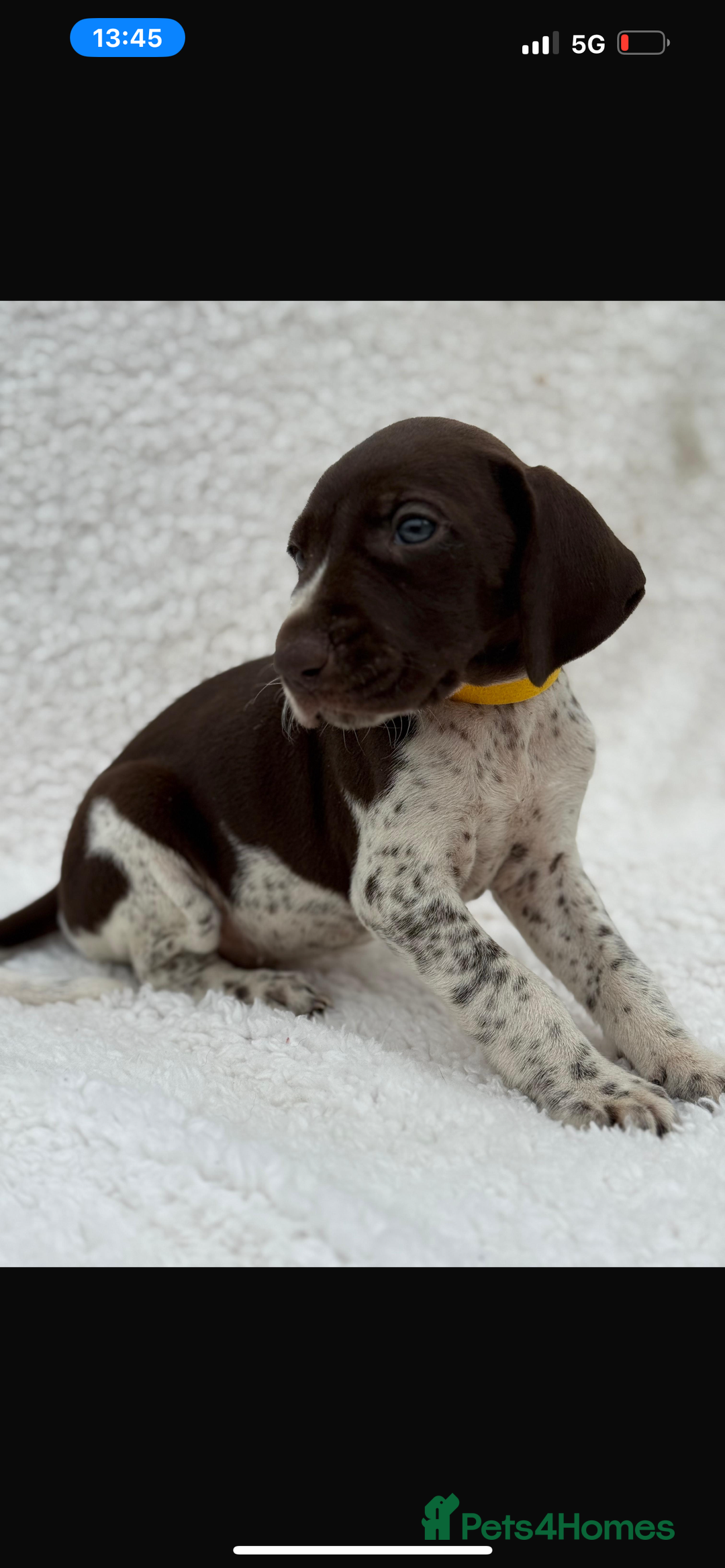 German Shorthaired Pointer dogs for sale: KC registered German Shorthair Pointer Puppy - Advert 21