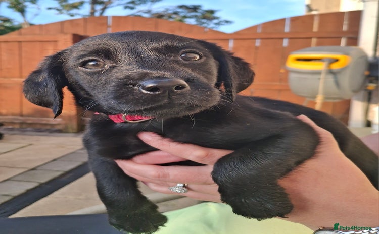 Labrador Retriever dogs - Advert 5