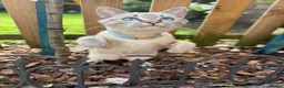 Mixed Breed cats for sale: Neutered male cat  - Advert 21