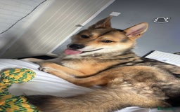 Huskita dogs for sale: Male Huskita - Image 4