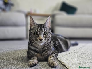 Mixed Breed cats in Huddersfield - Advert 1