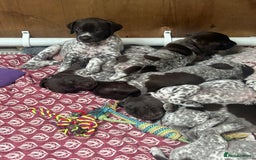 German Shorthaired Pointer dogs for sale: Gorgeous litter of German Shorthair puppies - Image 36