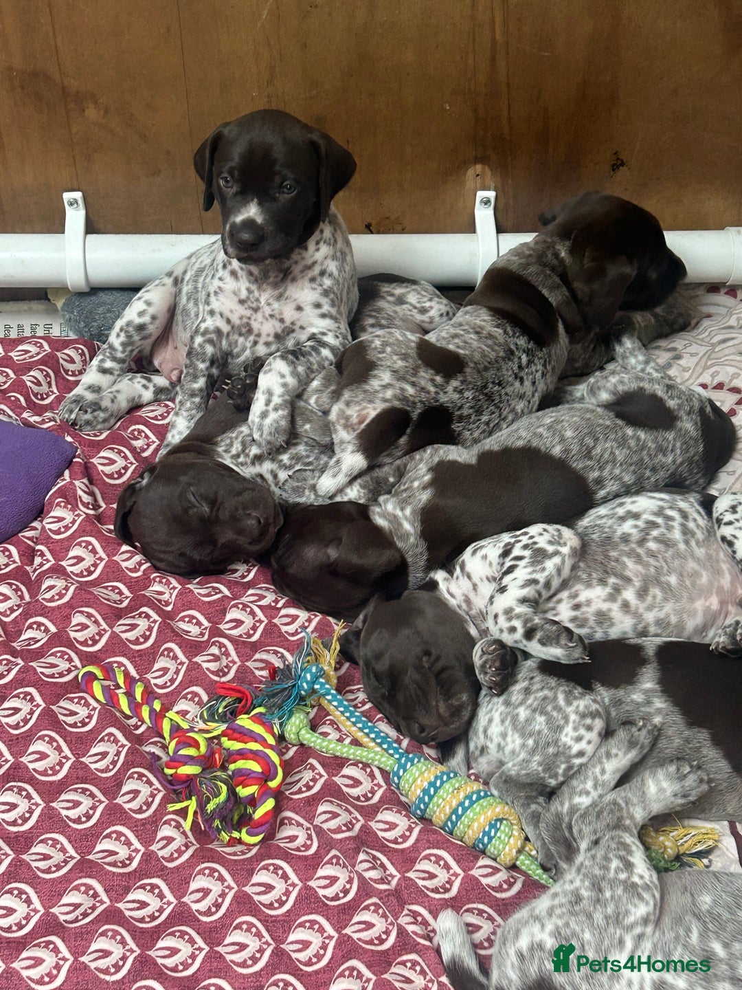 German Shorthaired Pointer dogs for sale: Gorgeous litter of German Shorthair puppies - Image 36