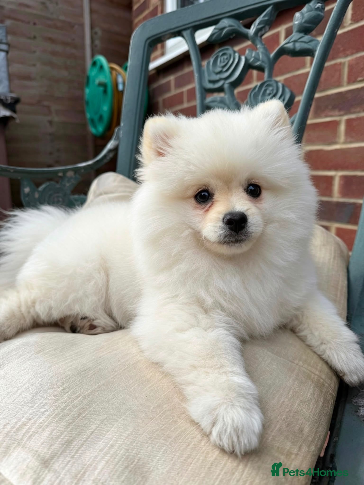 Pomeranian dogs Pomeranian gorgeous boy - Advert 10