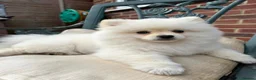 Pomeranian dogs for sale: Pomeranian gorgeous boy in Buckhurst Hill - Advert 1