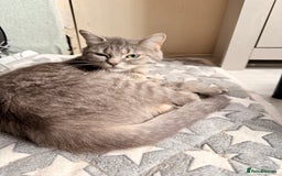 Mixed Breed cats for sale: Russian blue x tabby girl  - Image 2