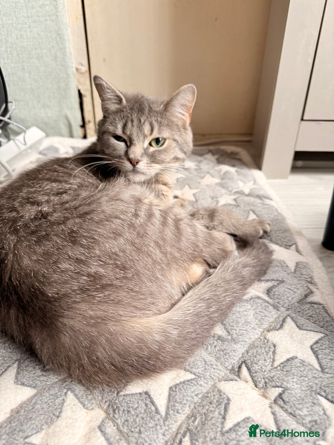 Mixed Breed cats for sale: Russian blue x tabby girl  - Image 2