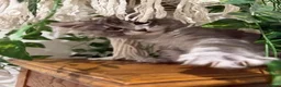 Maine Coon cats for sale: TICA-Registered Silver Maine Coon Kittens - Advert 30