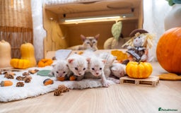 Bengal cats for sale: Pure Snow Bengals-TICA champions pedigree-Stunning - Image 32