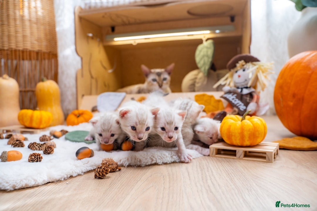 Bengal cats for sale: Pure Snow Bengals-TICA champions pedigree-Stunning - Image 32