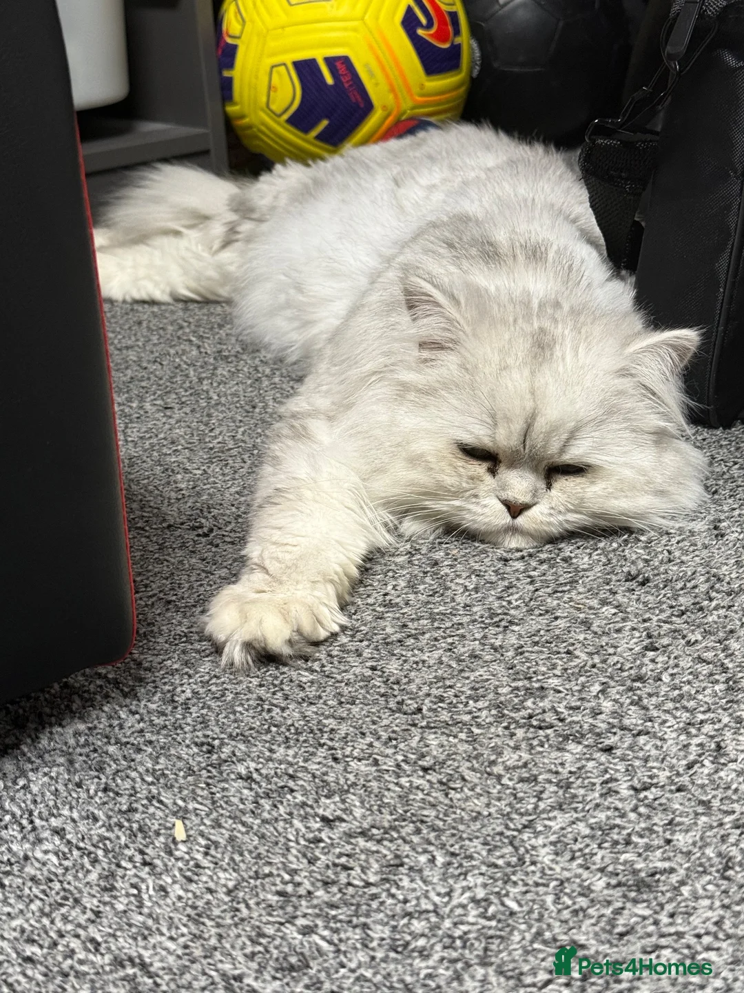 Persian cats for sale: Retired Persian Girl — 2 Years Old — Indoor Only  - Advert 2