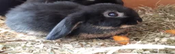 Mini Lop rabbits for sale: Baby mini lop bunnies  - Advert 3