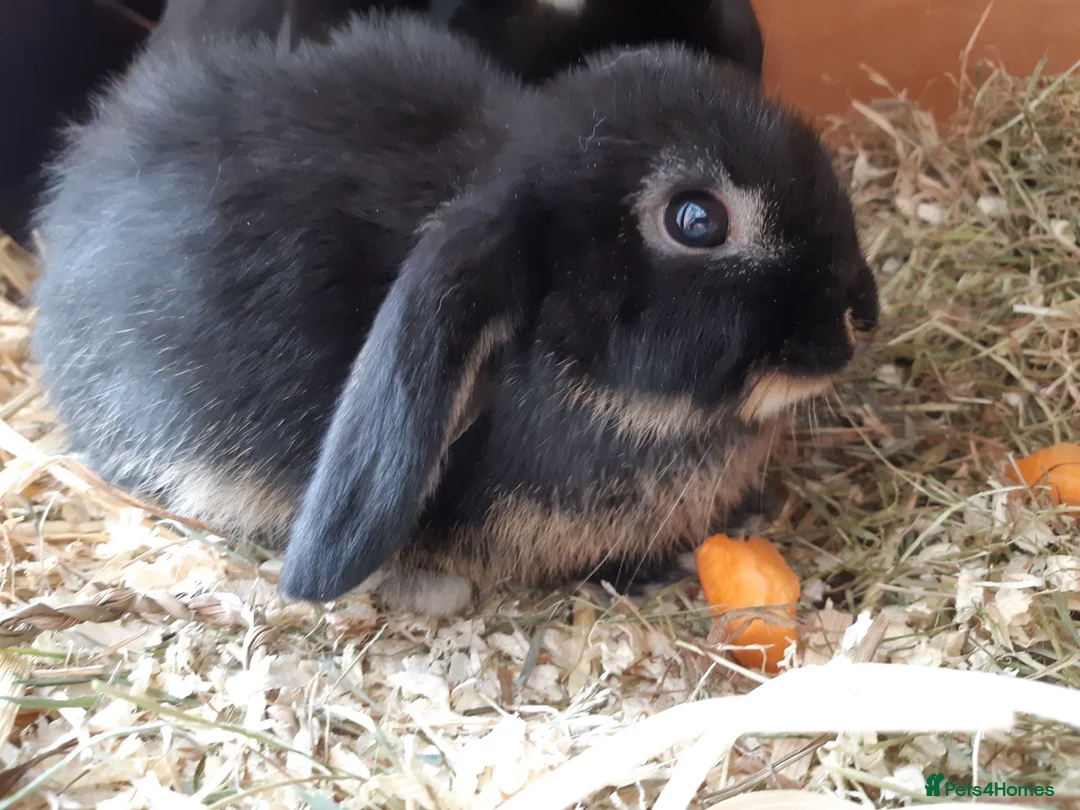 Mini Lop rabbits for sale: Baby mini lop girl  - Advert 8