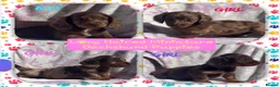 Miniature Dachshund dogs for sale: Miniature long haired dachshund  in Leeds - Advert 1