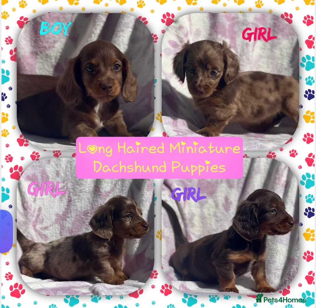 Miniature Dachshund dogs for sale: Miniature long haired dachshund  in Leeds - Advert 1