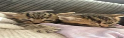 Mixed Breed cats for sale: Mixed Breed Gorgeous Kittens For Sale! - Advert 4
