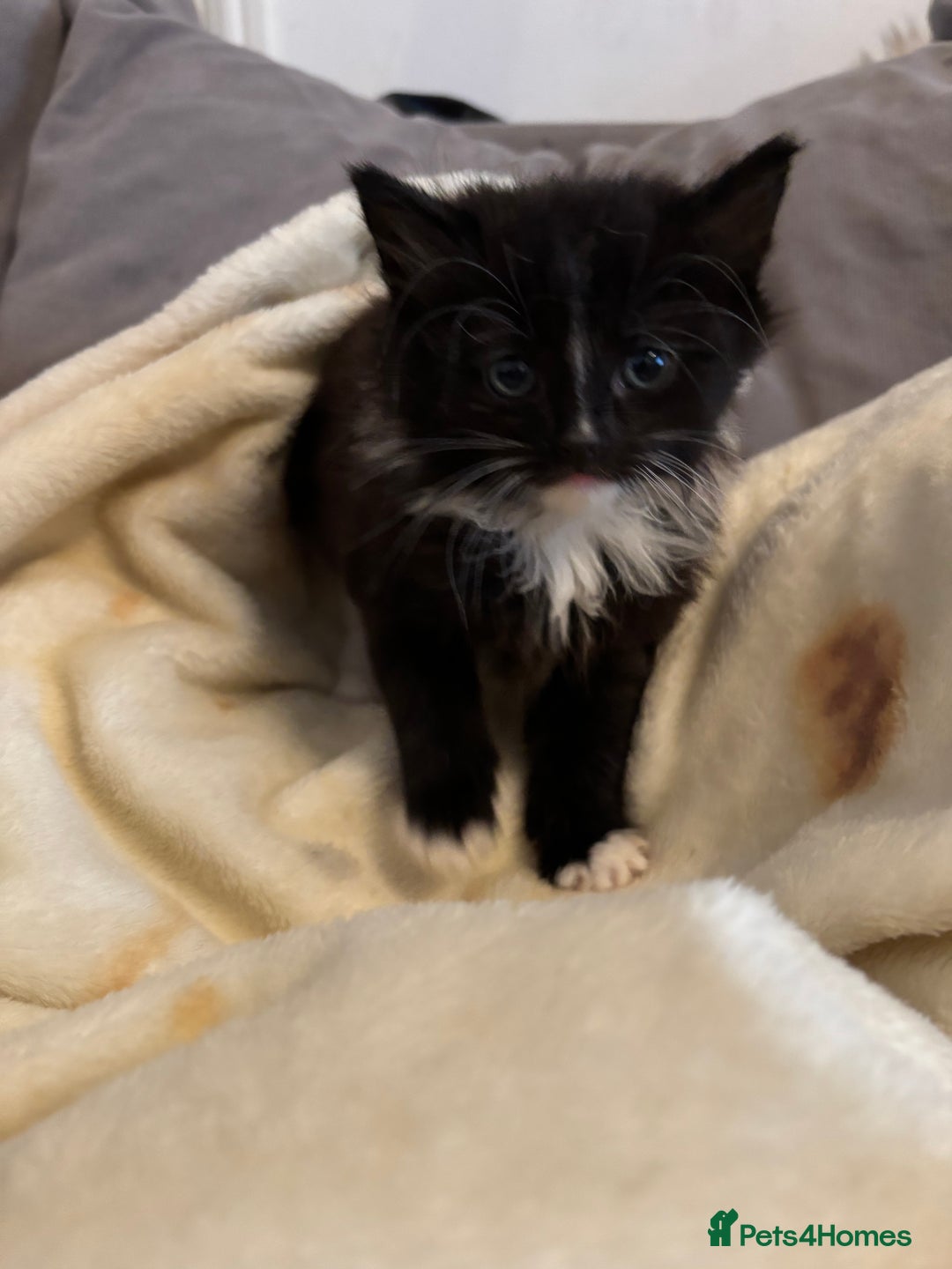 British Longhair cats for sale: Christmas Eve, long haired black and white fluffy - Advert 2