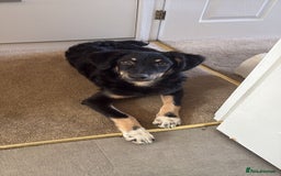 Mixed Breed dogs for adoption: Zolly  - Image 8