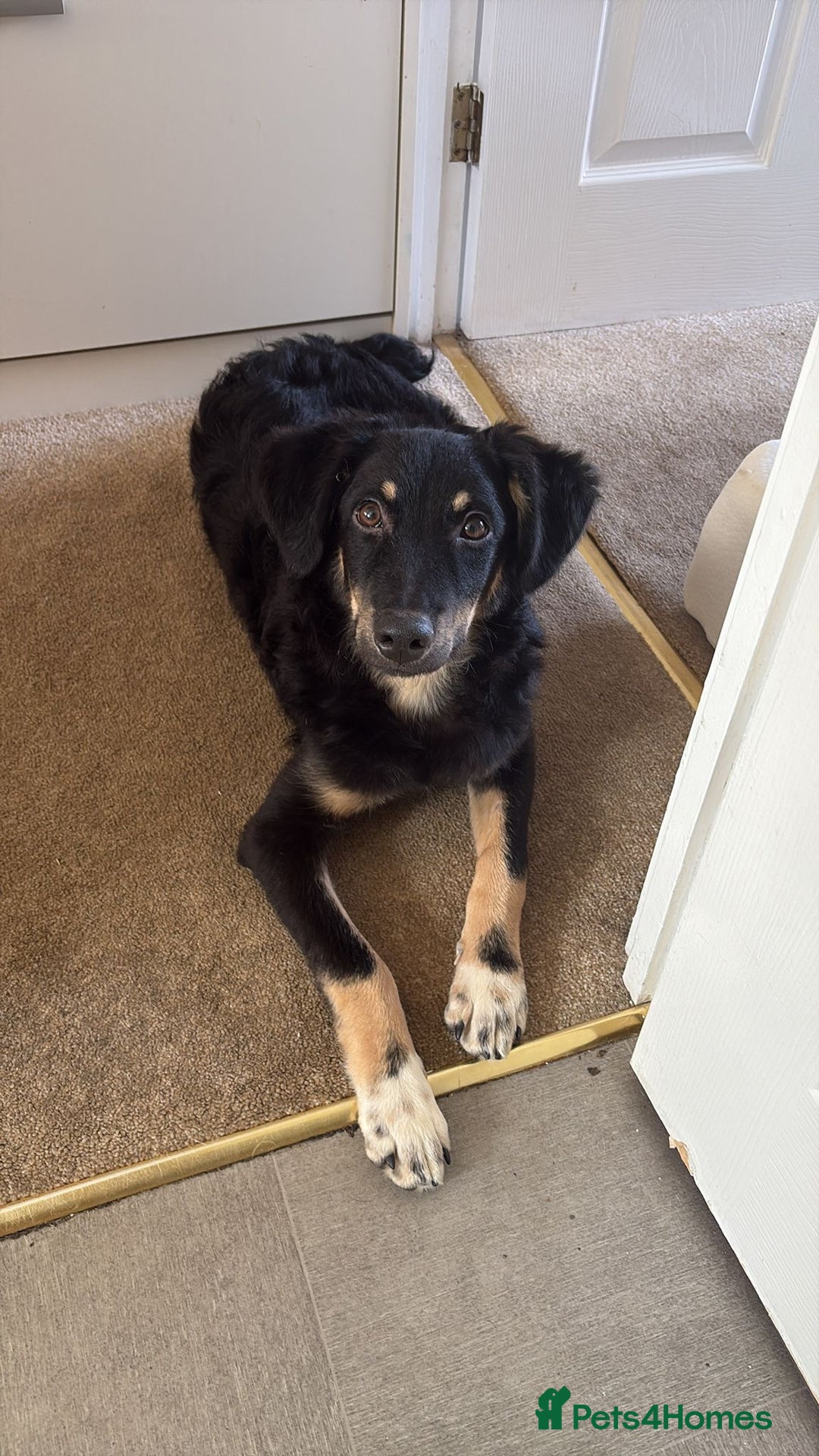 Mixed Breed dogs for adoption: Zolly  - Image 8