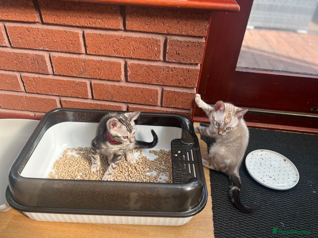 Bengal cats for sale: 🐾 TICA REGISTERED, READY TO LEAVE  😍😍 - Image 26