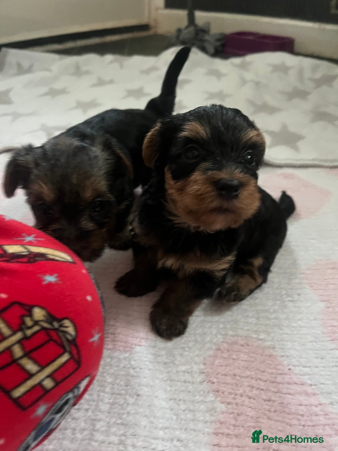 Yorkshire Terrier dogs for sale: yorkshire terrier pups - Image 2