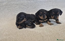 Dachshund dogs for sale: BEAUTIFUL MINI DACSHUNDS - Image 5