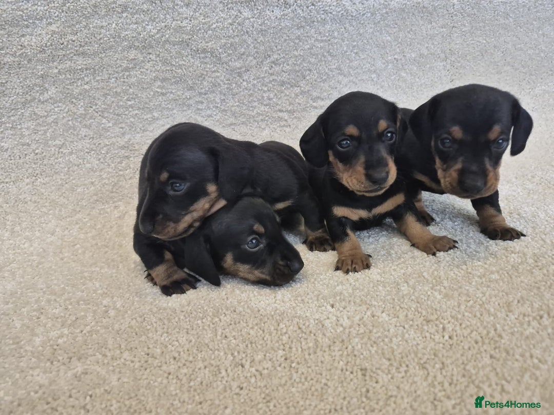 Dachshund dogs for sale: BEAUTIFUL MINI DACSHUNDS - Image 5