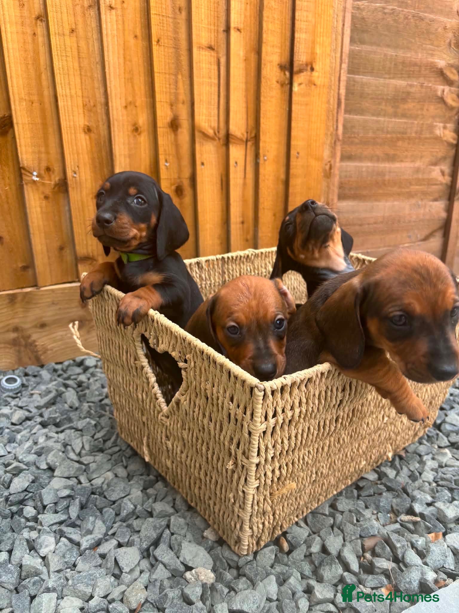 Dachshund dogs Dachshund puppies  - Advert 12