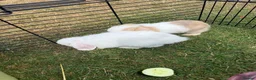 Mini Lop rabbits for sale: 4 mini lops - mixed sex in Sittingbourne - Advert 3