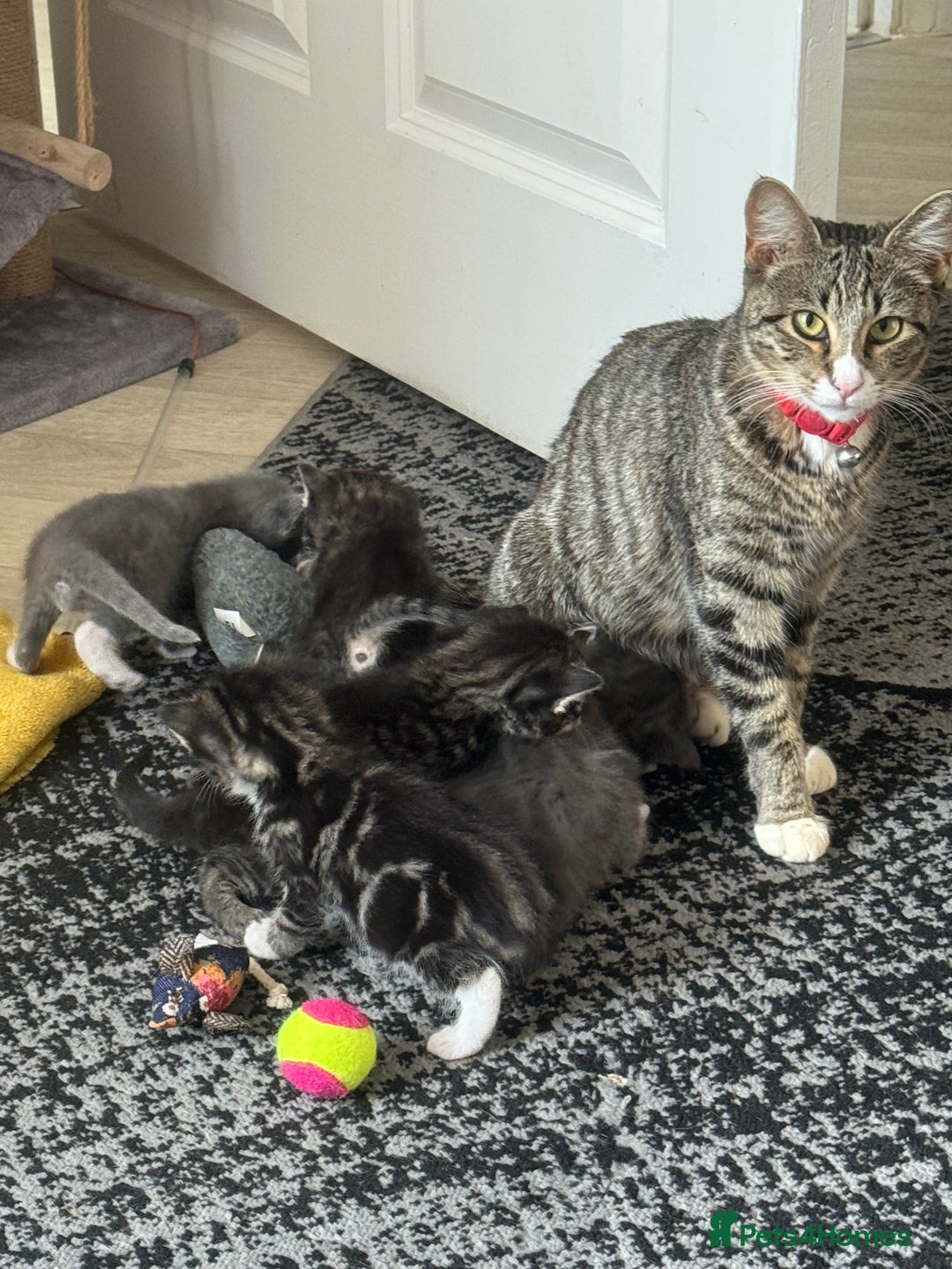 Mixed Breed cats for sale: Kittens for sale  - Image 2