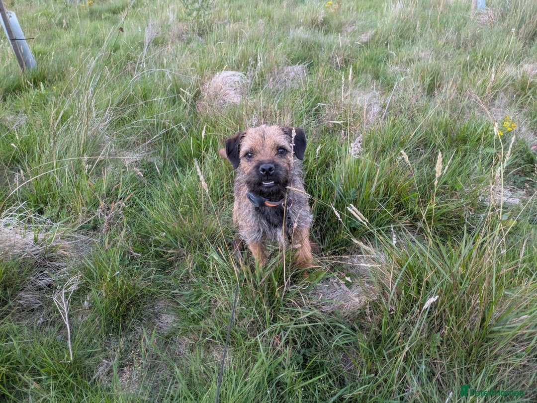 Border Terrier dogs for sale: Rolo,  - Image 3
